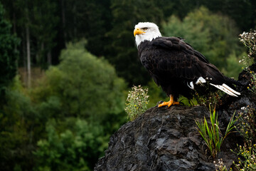 Powerful bald eagle in nature