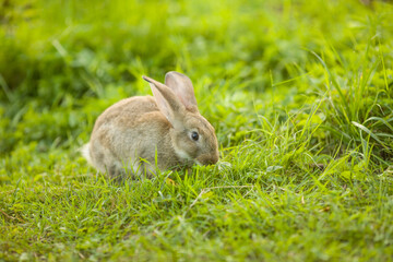 Easter bunny. Rabbit in green grass and flowers. Cute hare outdoors in a natural environment