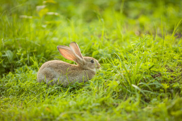 Easter bunny. Rabbit in green grass and flowers. Cute hare outdoors in a natural environment