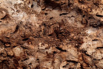 Texture of rotten tree bark
