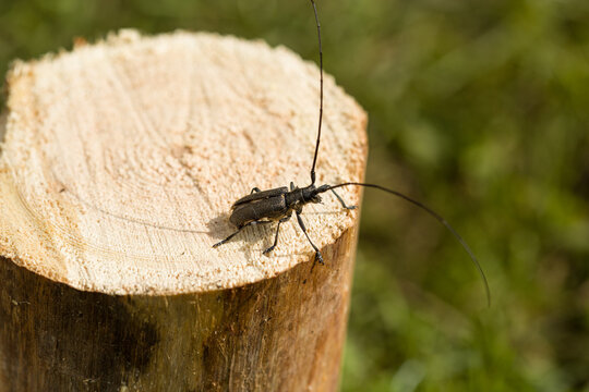 Beetle is a pest of wood. Beetle with a long mustache destroys tree. Pest of wooden houses. Construction problem.