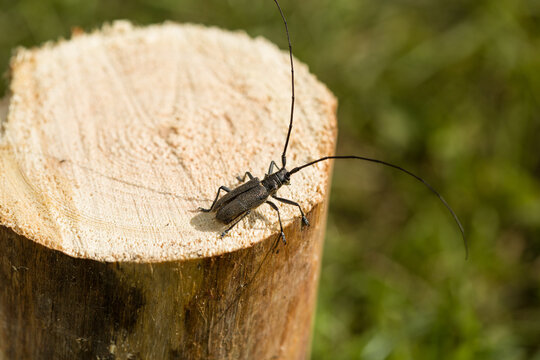 Beetle is a pest of wood. Beetle with a long mustache destroys tree. Pest of wooden houses. Construction problem.