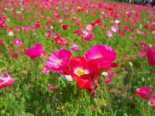 日本、神奈川、横須賀、ポピーの花畑