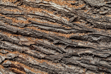 Texture of old tree bark