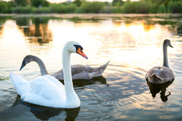 White and gray swans swimming on lake water in summer