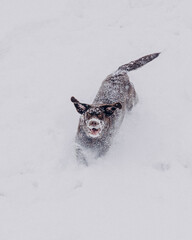 dog in the snow