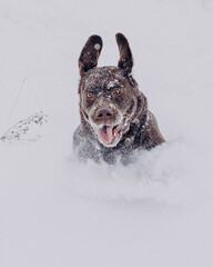 dog in the snow