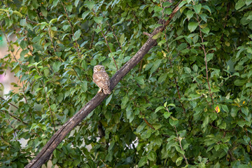 Little Owl (Athene noctua)