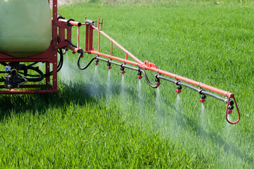 Tractor spraying herbicide over wheat field with sprayer - obrazy, fototapety, plakaty