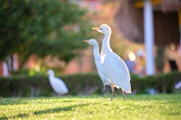 Obraz premium White cattle egret wild bird, also known as Bubulcus ibis, walking on green lawn at hotel yard in summer