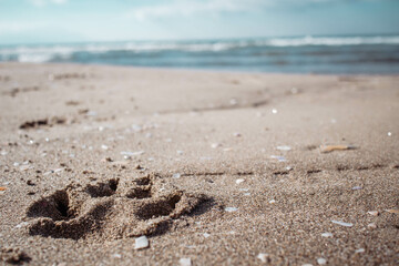 a dog’s footprint on the beach. Walk with your dog to the sea. Activities with your pets