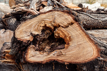 Close up of old rotten tree stump