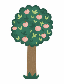 Vector apple tree icon isolated on white background. Garden or forest plant with fruits and leaves. Flat spring woodland or farm illustration. Natural greenery picture.