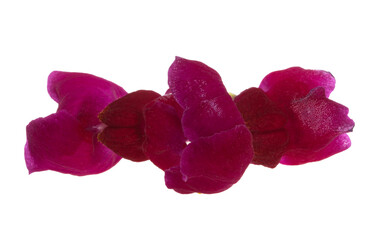 snapdragon flower isolated