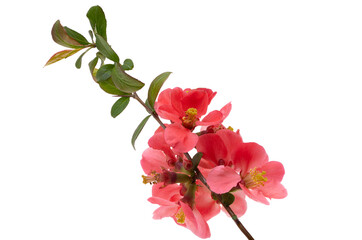 quince flower isolated