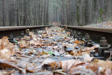 Close-up photo of an old wooden abandoned railway strewn with orange and yellow muddy autumn maple fallen leaves. Nature and fall concept