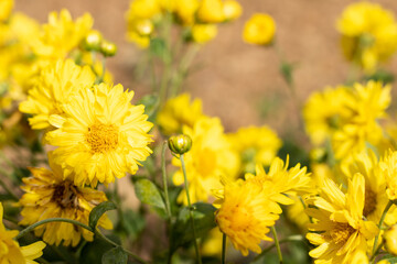 Closed up of yellow color Chrysanthemum flower background