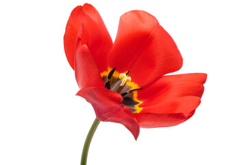 red tulip flower isolated