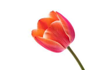 red tulip flower isolated