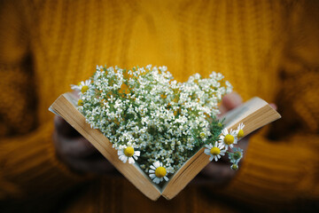 Woman in knitted orange sweater holds book with daisies inside. Bouquet of wildflowers in open book. Concept of romance. Close up of female hand with object.