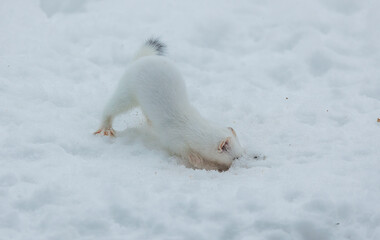 Snow White ermine short tailed weasel