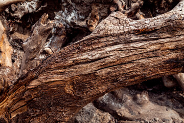 Closeup of rotten tree log