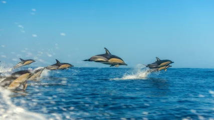 Zelfklevend Fotobehang Common dolphins crazy jumping at the rythim of the speed boat, revealing their hourglass trademark © Rui