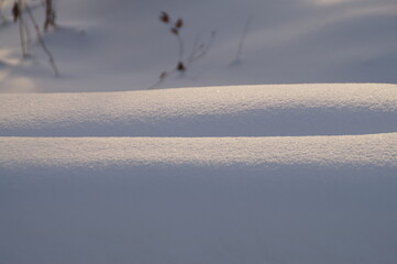 snow covered trees