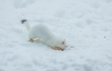 Snow White ermine short tailed weasel