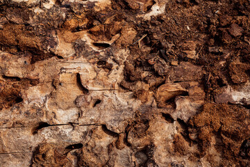 Texture of rotten tree bark