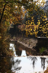 Fototapeta premium autumn in the woods
