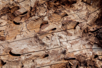 Texture of rotten tree bark