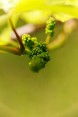 Grape Blossoms in the Neckar valley, Heilbronn in Germany