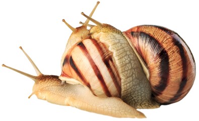 Natural small garden snail on the desk