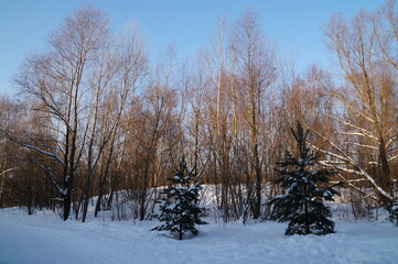 trees in the snow