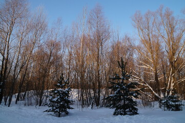 trees in the snow