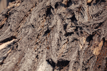 Texture of old tree bark