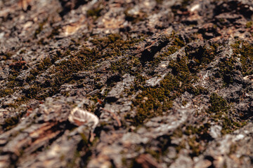 Texture of old tree bark covered with moss