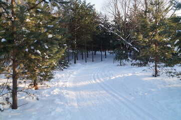 snow covered trees