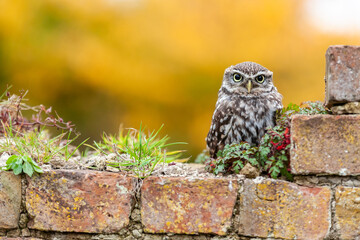 Little Owl Sitting on a Wall