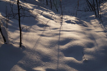 snow covered trees