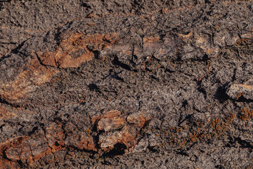 Texture of old tree bark