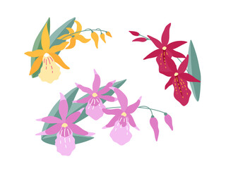 Sprigs of orchid flowers (Degarmoara) on a white background. A set of three simple colored flower arrangements for your design. Flat cartoon vector illustration.