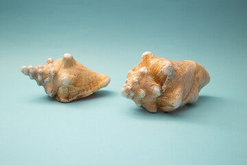 Seashell lies on a blue background