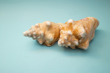 Seashell lies on a blue background