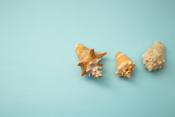 Seashell lies on a blue background