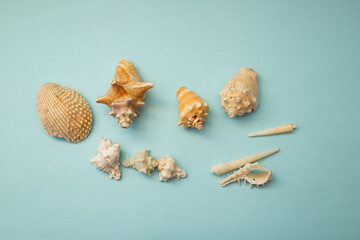 Seashell lies on a blue background