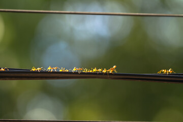 ants walking on wire