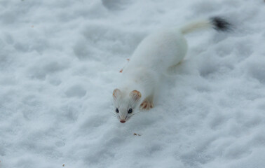 Snow White ermine short tailed weasel