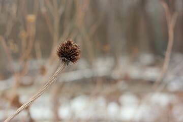 thistle in the snow